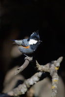 Black-crested tit (Periparus ater melanolophus) (1)