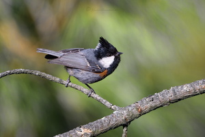 Black-crested tit (Periparus ater melanolophus) (2)