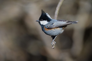 Black-crested tit (Periparus ater melanolophus)01 (1)