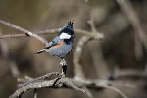 Black-crested tit (Periparus ater melanolophus)01 (2)