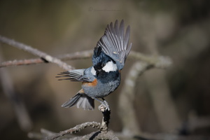 Black-crested tit (Periparus ater melanolophus)01 (3)