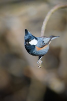 Black-crested tit (Periparus ater melanolophus)01 (4)