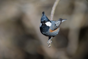 Black-crested tit (Periparus ater melanolophus)01 (5)