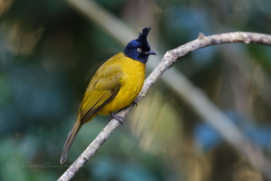 Black-headed Bulbul (Brachypodius atriceps)02 (1)