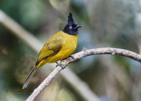 Black-headed Bulbul (Brachypodius atriceps)02 (2)
