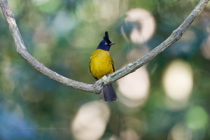Black-headed Bulbul (Brachypodius atriceps)02 (3)
