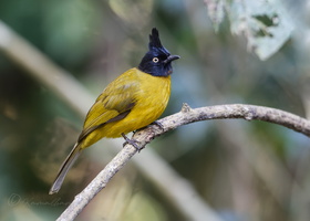Black-headed Bulbul (Brachypodius atriceps)02
