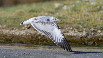 Black-headed gull (Chroicocephalus ridibundus) (1)
