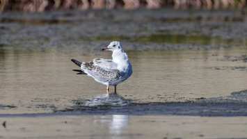 Black-headed gull (Chroicocephalus ridibundus) (2)