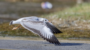 Black-headed gull (Chroicocephalus ridibundus) (3)