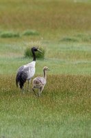 Black-necked Crane (Grus nigricollis) (1)