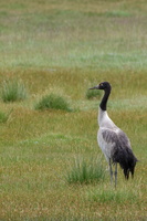 Black-necked Crane (Grus nigricollis) (2)