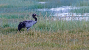 Black-necked Crane (Grus nigricollis)01 (1)
