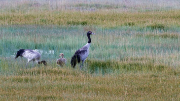 Black-necked Crane (Grus nigricollis)01 (2)