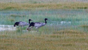 Black-necked Crane (Grus nigricollis)01 (3)