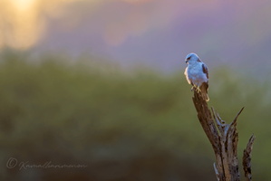 Black-winged kite (Elanus caeruleus) (1)