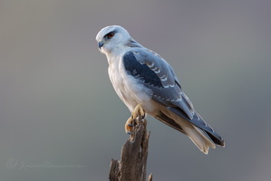 Black-winged kite (Elanus caeruleus) (2)