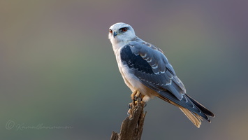 Black-winged kite (Elanus caeruleus) (3)