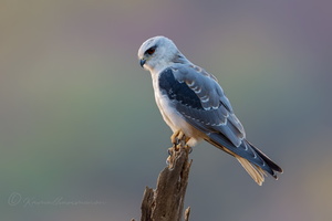 Black-winged kite (Elanus caeruleus) (4)