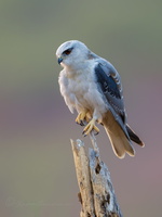 Black-winged kite (Elanus caeruleus) (5)