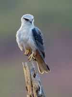 Black-winged kite (Elanus caeruleus) (6)