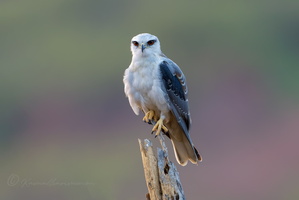 Black-winged kite (Elanus caeruleus) (7)