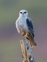 Black-winged kite (Elanus caeruleus) (8)