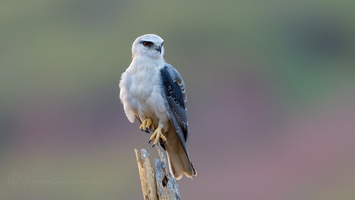 Black-winged kite (Elanus caeruleus) (9)
