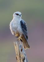Black-winged kite (Elanus caeruleus) (10)