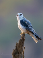 Black-winged kite (Elanus caeruleus) (11)
