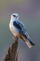 Black-winged kite (Elanus caeruleus) (12)
