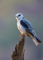 Black-winged kite (Elanus caeruleus) (13)