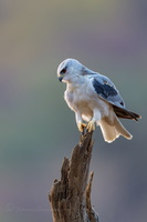 Black-winged kite (Elanus caeruleus) (14)