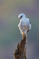 Black-winged kite (Elanus caeruleus) (15)