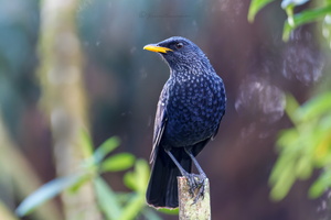 Blue Whistling-Thrush (Myophonus caeruleus) (1)