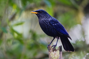 Blue Whistling-Thrush (Myophonus caeruleus) (2)