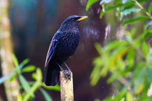 Blue Whistling-Thrush (Myophonus caeruleus) (3)