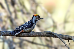 Brown-fronted Woodpecker (Leiopicus auriceps)