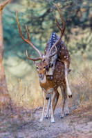 Chital