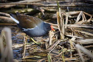 Common moorhen (Gallinula chloropus)