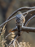 Eurasian sparrowhawk (Accipiter nisus) (1)