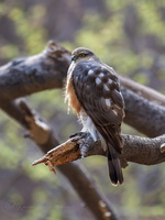 Eurasian sparrowhawk (Accipiter nisus) (2)