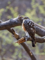 Eurasian sparrowhawk (Accipiter nisus) (3)