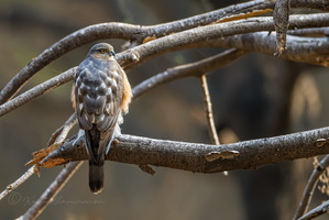 Eurasian sparrowhawk (Accipiter nisus) (4)