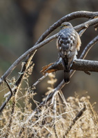 Eurasian sparrowhawk (Accipiter nisus) (5)