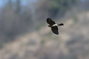 Eurasian Sparrowhawk (Accipiter nisus)