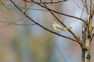 Eversmann&#039;s redstart (Phoenicurus erythronotus)
