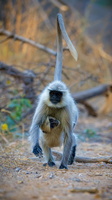 Gray langur (Semnopithecus entellus) (1)
