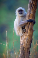Gray langur (Semnopithecus entellus) (2)