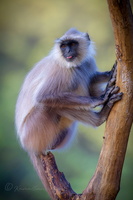 Gray langur (Semnopithecus entellus) (3)
